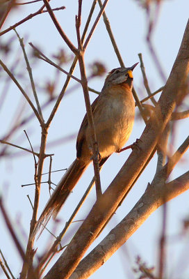 Chotoy Spinetail