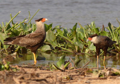 Southern Caracara