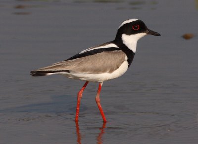 Pied Lapwing