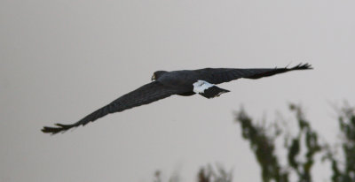 Great Black Hawk