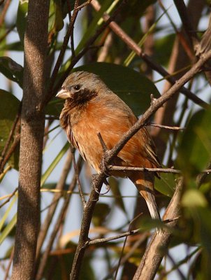 Dark-throated Seedeater