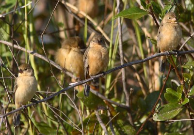 Black-and-tawny Seedeater