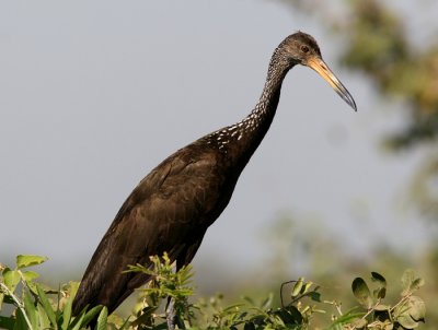 Limpkin