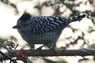 Barred Antshrike