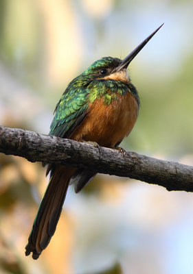 Rufous-tailed Jacamar