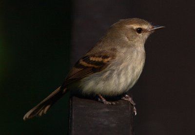 Fuscous Flycatcher