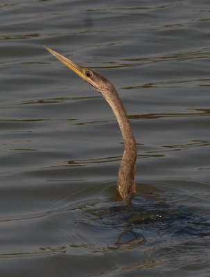 Anhinga