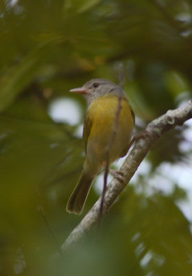 Ashy-headed Greenlet