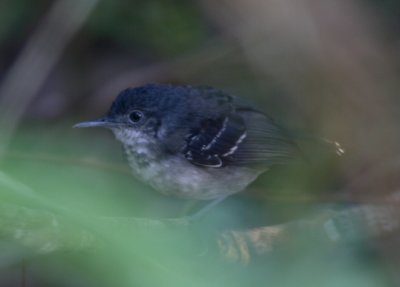 Band-tailed Antbird