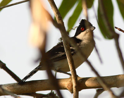 Great Antshrike