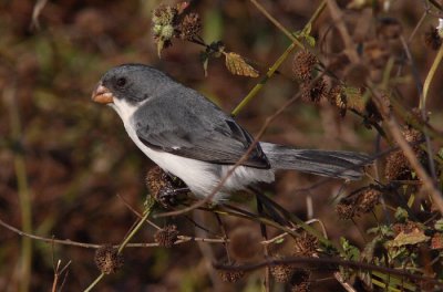 White-bellied Seedeater