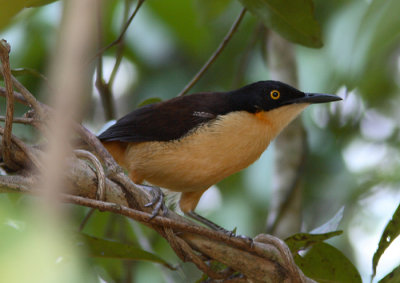 Black-capped Donacobius