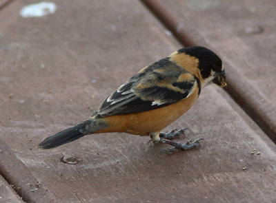 Rusty-collared Seedeater