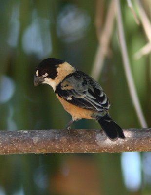 Rusty-collared Seedeater