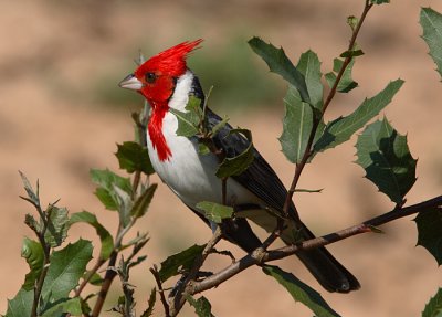 Red-crested Cardinal