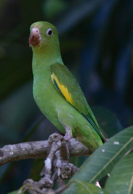 Yellow-chevroned Parakeet