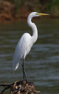 Great Egret