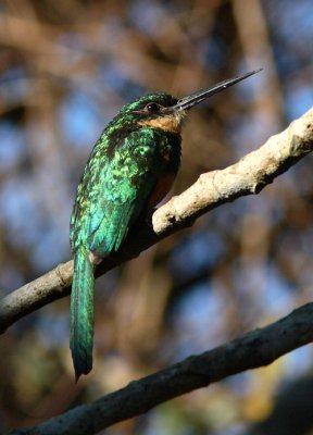 Rufous-tailed Jacamar