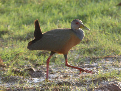 Grey-necked Wood Rail