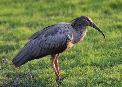 Plumbeous Ibis