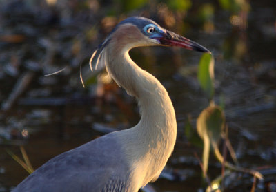 Whistling Heron