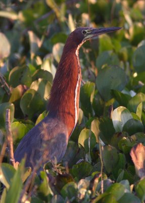 Rufescent Tiger Heron