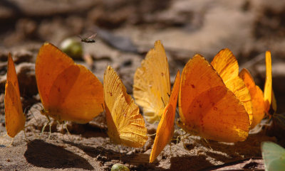 Apricot sulphur - Phoebis argante