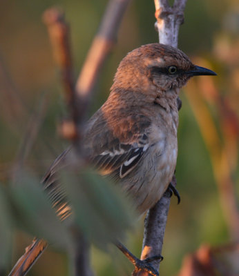 Chalk-browed Mockingbird