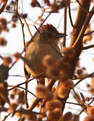 Rufous-winged Antshrike