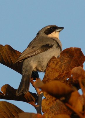 White-banded Tanager