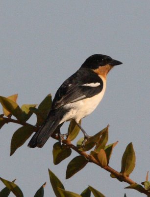 White-rumped Tanager