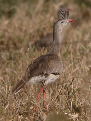 Red-legged Seriema