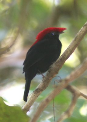 Helmeted Manakin