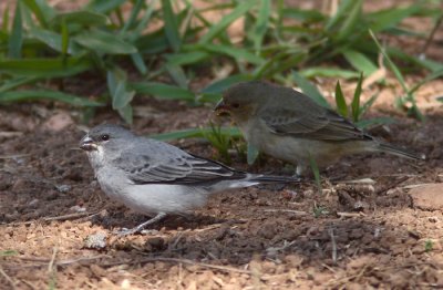 Plumbeous Seedeater