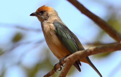 Burnished-buff Tanager