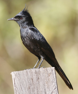 Crested Black-tyrant