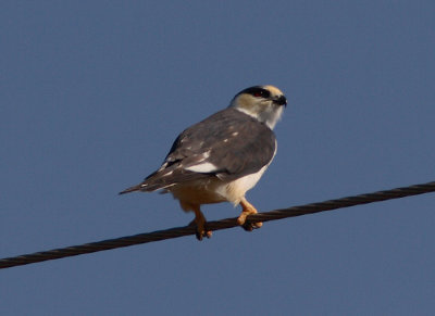 Pearl Kite