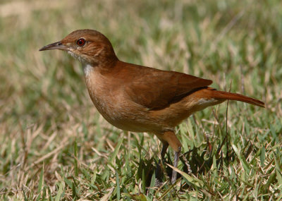 Rufous Hornero