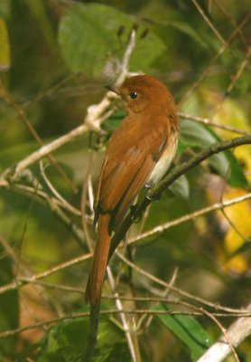 Rufous Casiornis