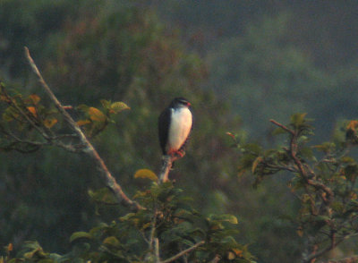 White-browed Hawk