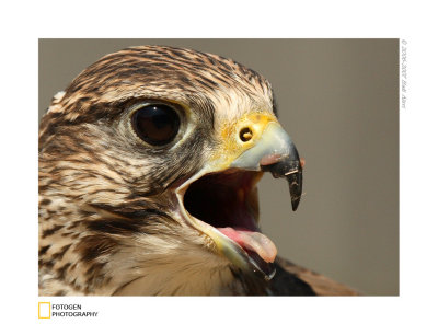 Birds Of Prey