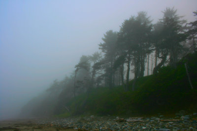 trees in the mist.jpg