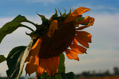 last sunflower standing.jpg