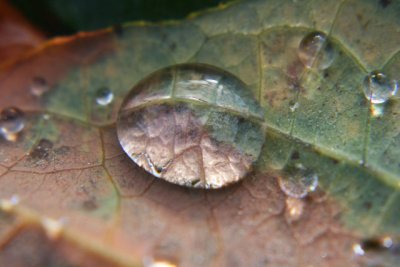 raindrops caught by a leaf.jpg