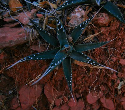 Baby Agave