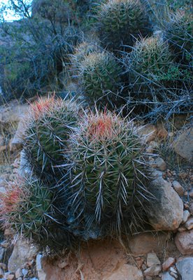 Barrel Cacti