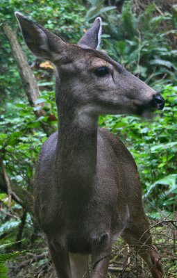 deer2.jpg
