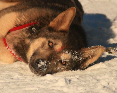 Cool Pup - Faith