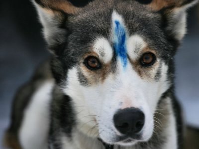 vet checked.jpg