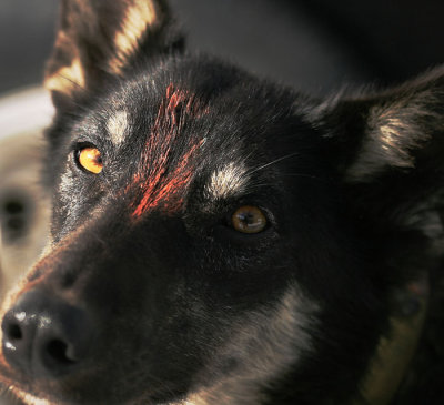 1Dogseye view.jpg